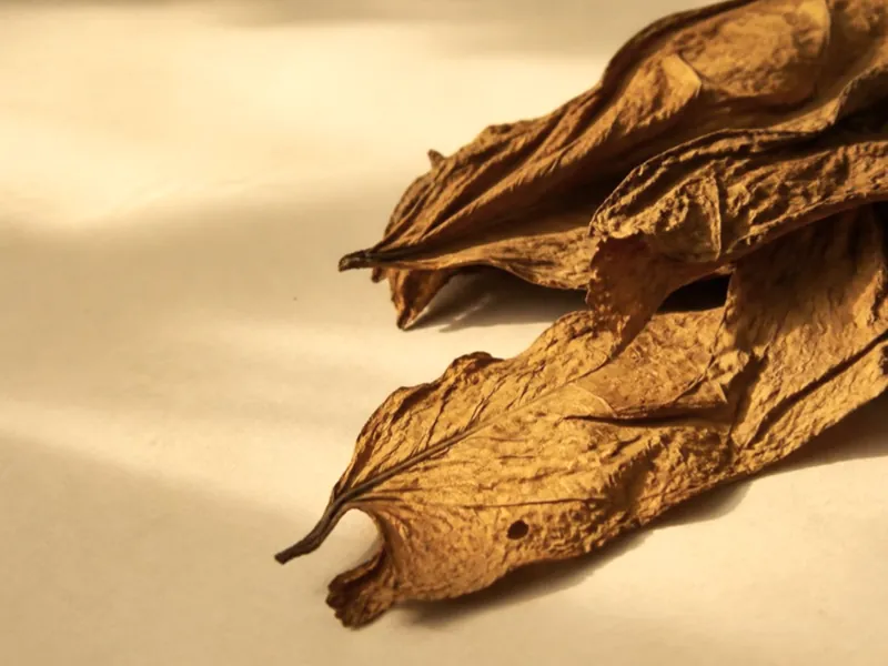 Dried tobacco leaves, golden brown