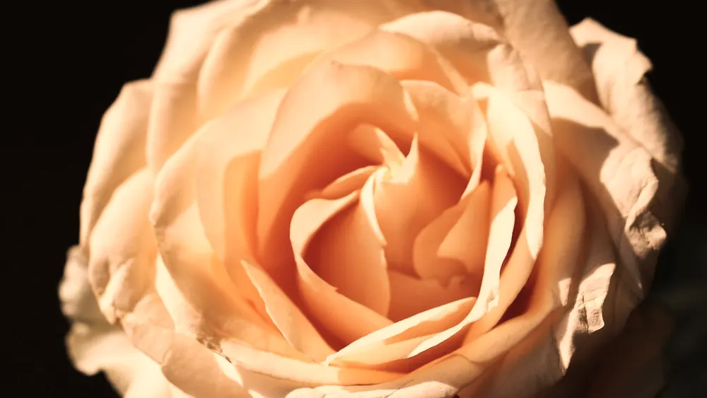 Rose pêche épanouie sur fond sombre