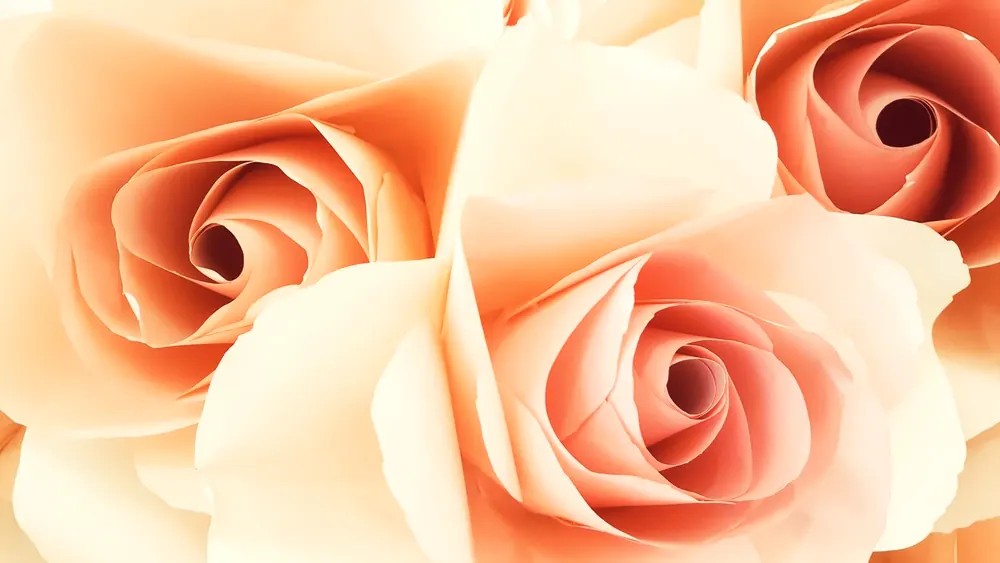 Roses crème et pêche en bouquet serré