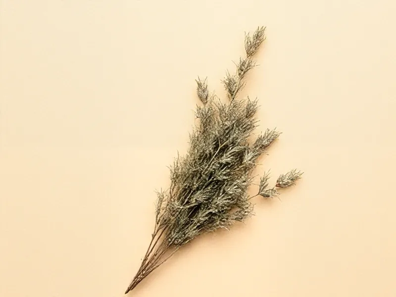 Sprigs of silvery wormwood with finely cut leaves
