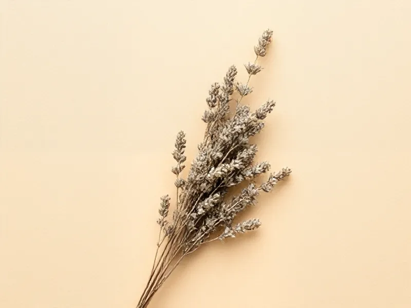 Sprigs of silvery mugwort with fine leaves