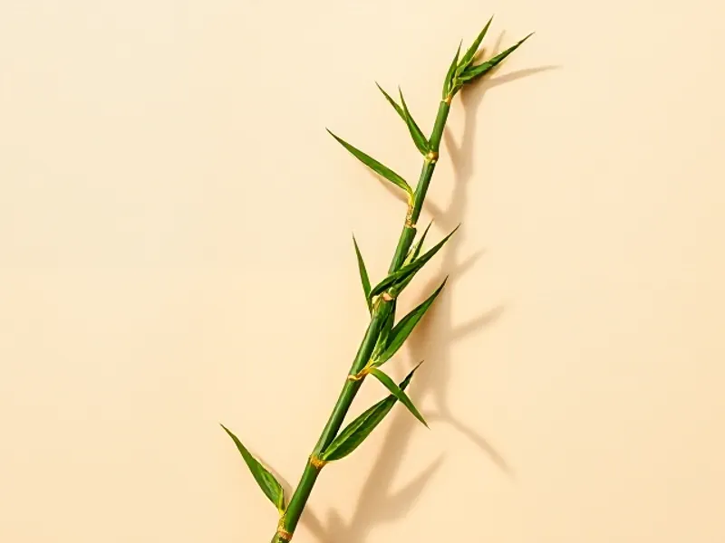Green bamboo stalk with its leaves