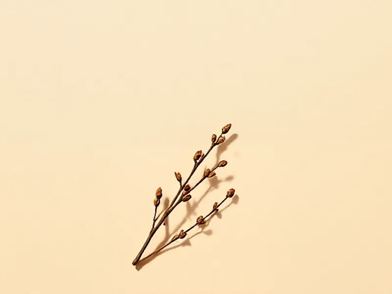 Twig of bitter orange wood with small leaves