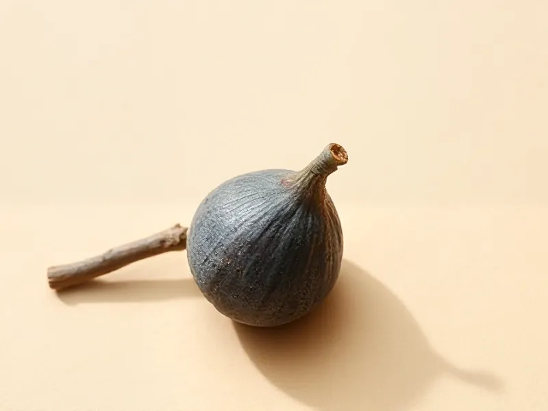 Smooth grey branch of fig wood