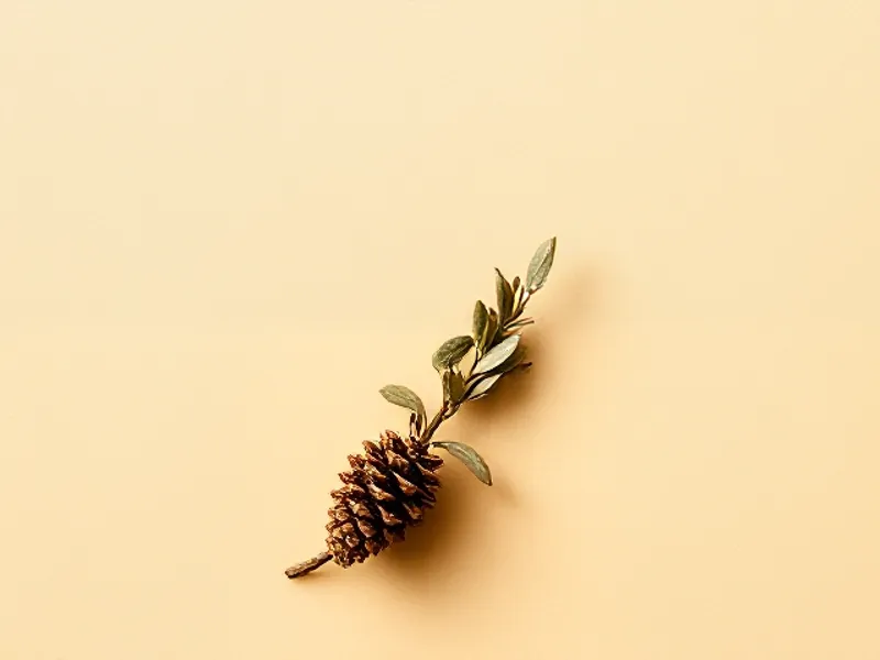 Yellow cedar branch with a small cone