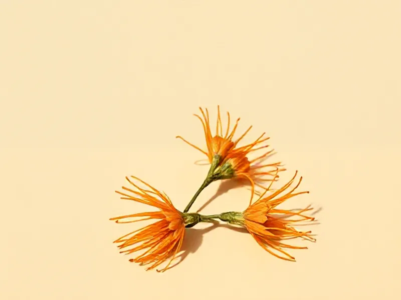 Orange champaca flowers with long petals