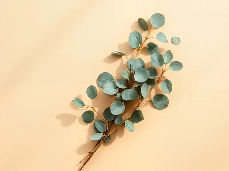 Eucalyptus branch with round blue-green leaves