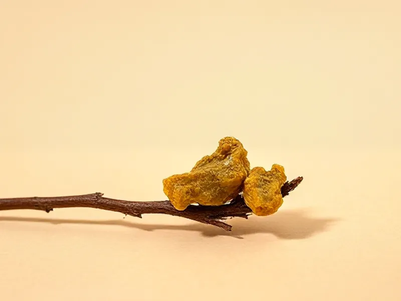 Pieces of yellow-green galbanum resin from gum ferula