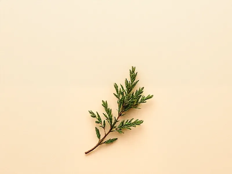 Green sprig of cedar foliage