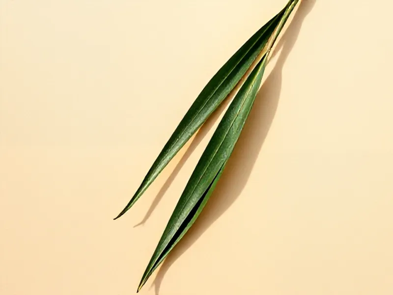 Long, narrow green ginger leaves