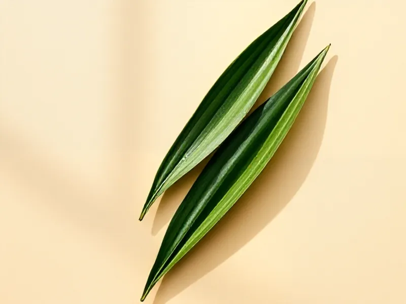 Long green lily leaves