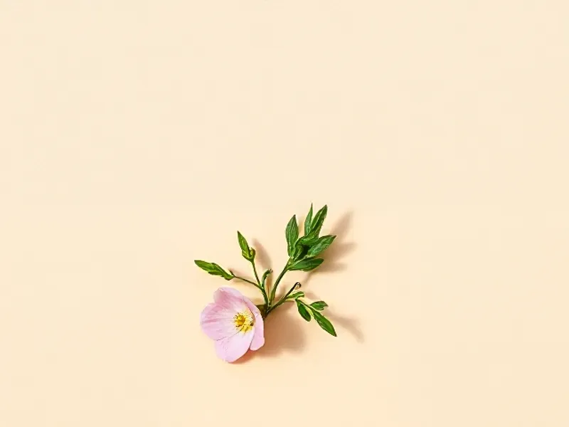 Green campion leaves and a pale pink flower