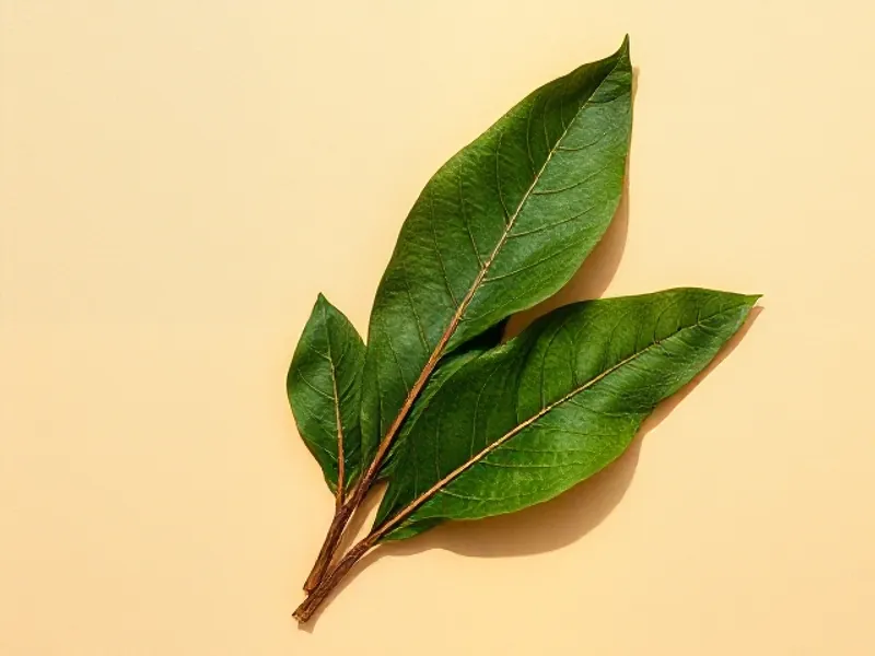 Large fresh green tobacco leaves