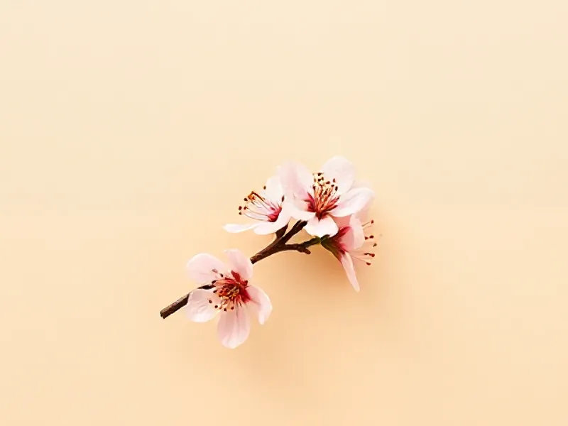 Pale pink apricot blossom