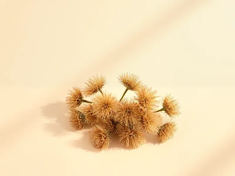 Golden, fluffy cassie flowers
