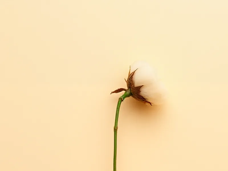 Cream cotton flower on its stem