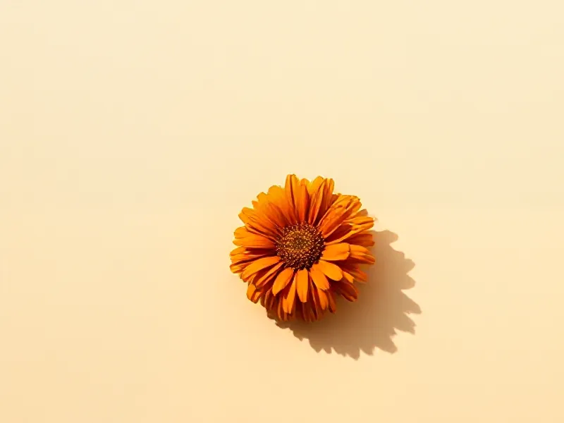 Orange marigold flower