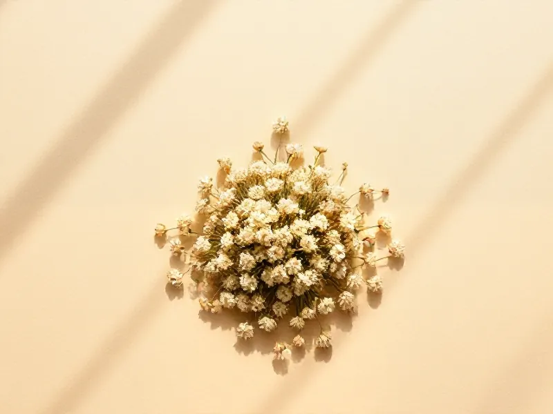 Round cluster of white elderflowers