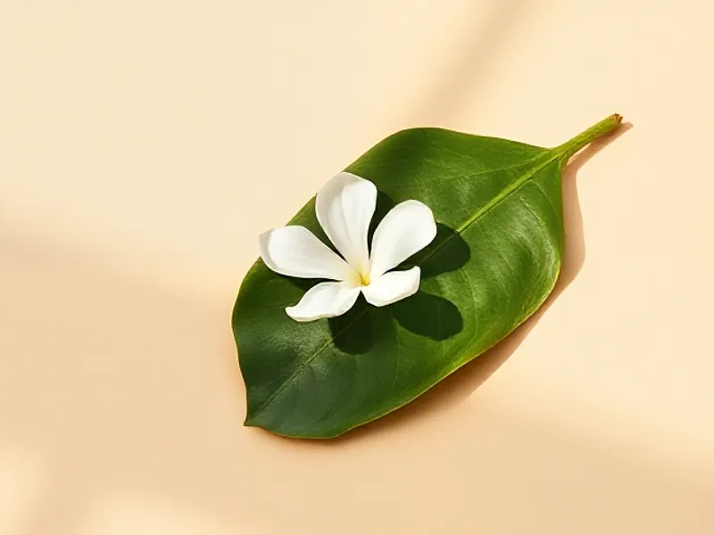 White tiaré flower resting on a large green leaf