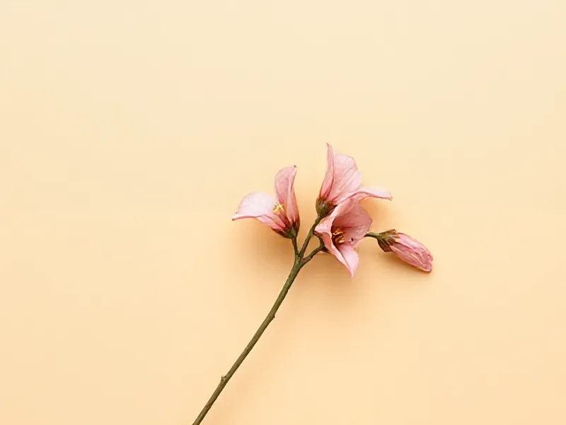 Pink tubular tobacco flowers