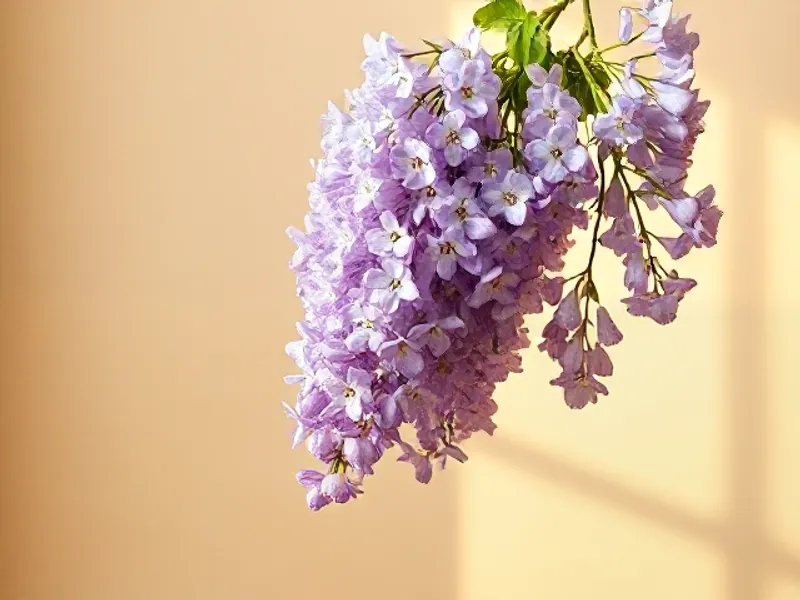 Hanging cluster of mauve wisteria flowers