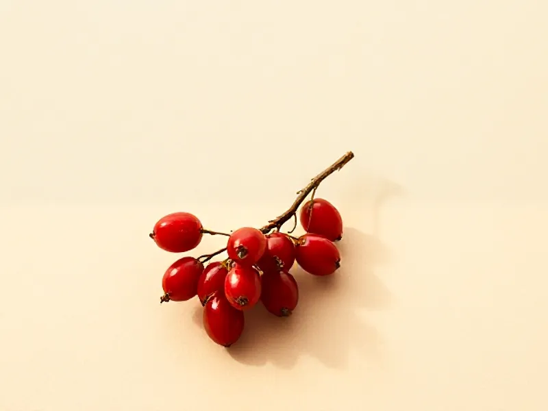 Cluster of red currants on a stem