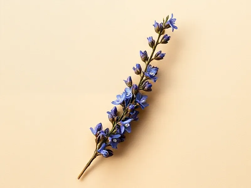 Hyssop sprig with deep blue flowers