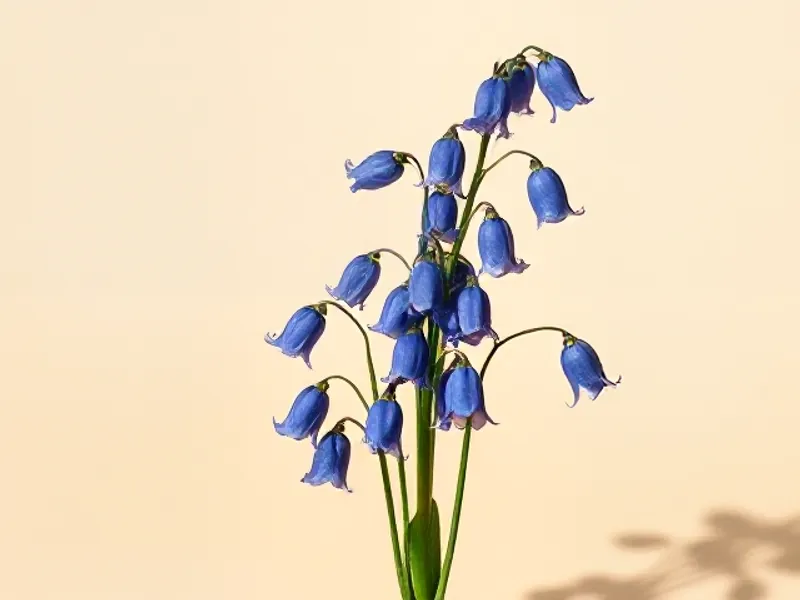 Blue bluebell flowers