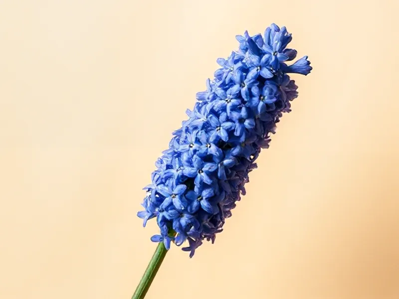 Blue hyacinth flower with tightly packed bells