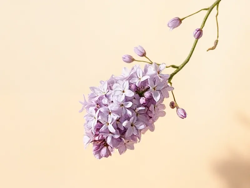Cluster of mauve lilac flowers