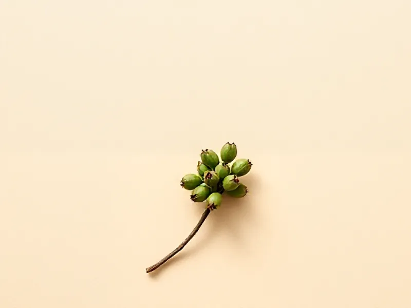 Small green litsea cubeba berries on a stem