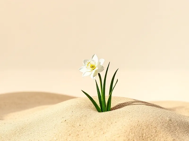 White sea daffodil growing in sand