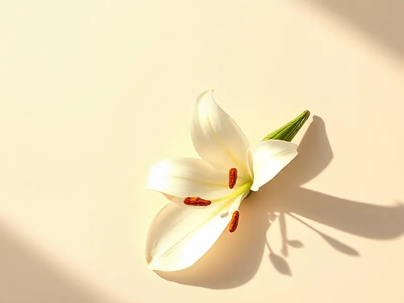 White lily flower with long curved petals