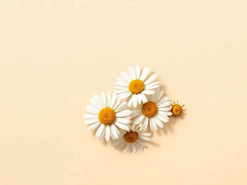 White daisies with yellow centres