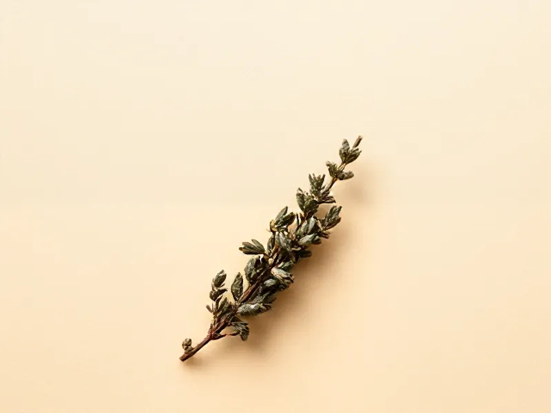 Marjoram sprig with grey-green leaves