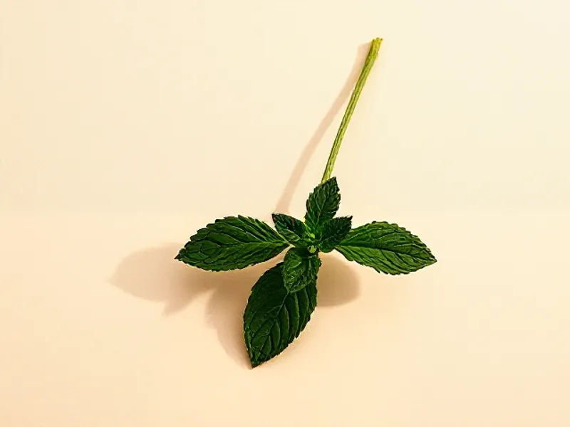Peppermint sprig with pointed leaves