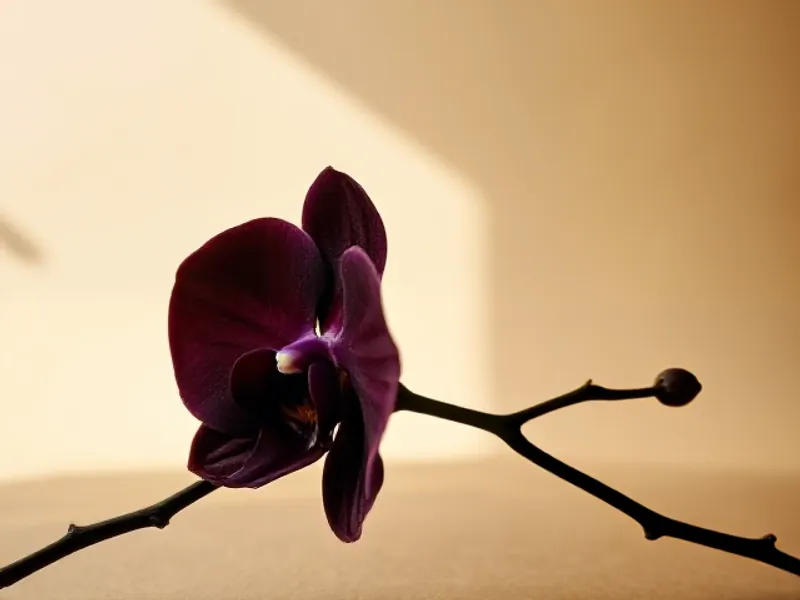 Almost black purple orchid