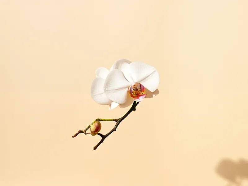 Stem of white orchid with a pink throat