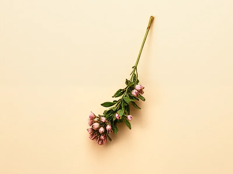 Oregano sprig with small pink flowers