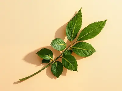 Patchouli sprig with large crinkled leaves