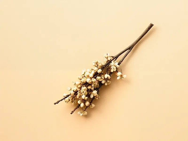 Small cluster of white pittosporum flowers