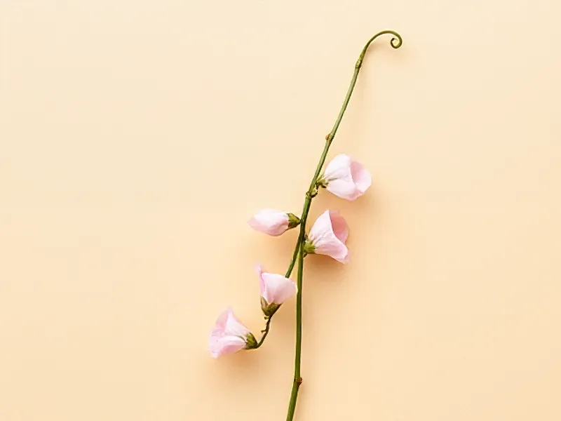 Pastel sweet pea flowers