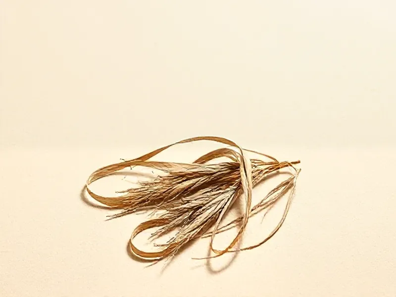 Dried ribbons of posidonia seagrass