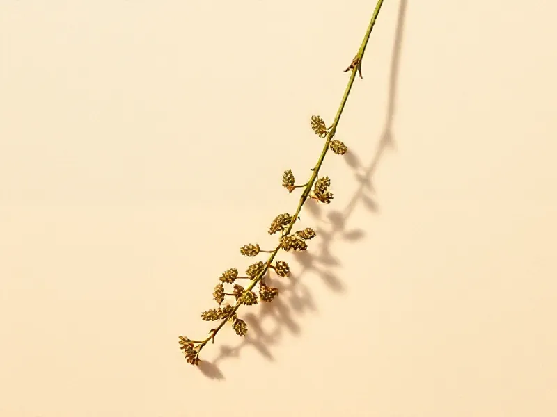 Green mignonette stem in a spike