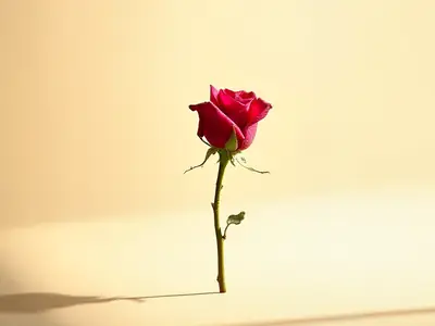 Red rosebud on a short stem, in daylight