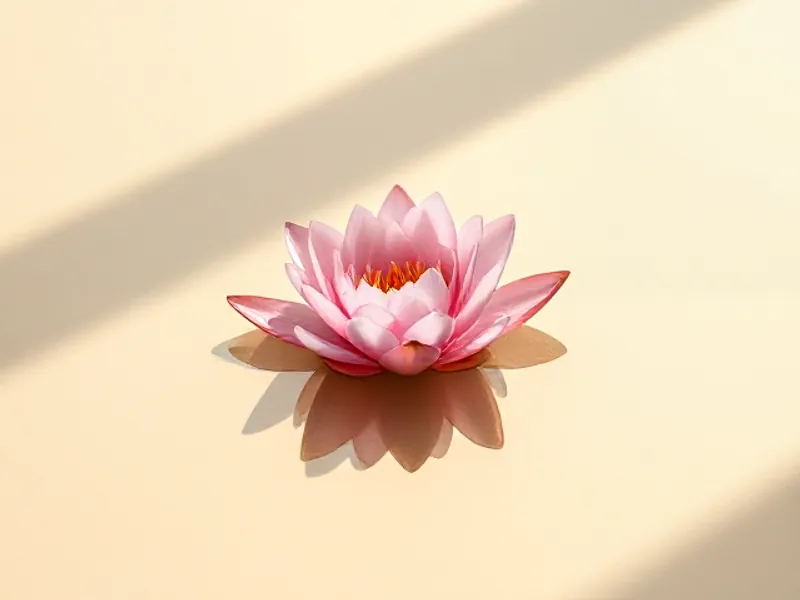 Pink water lily floating on water