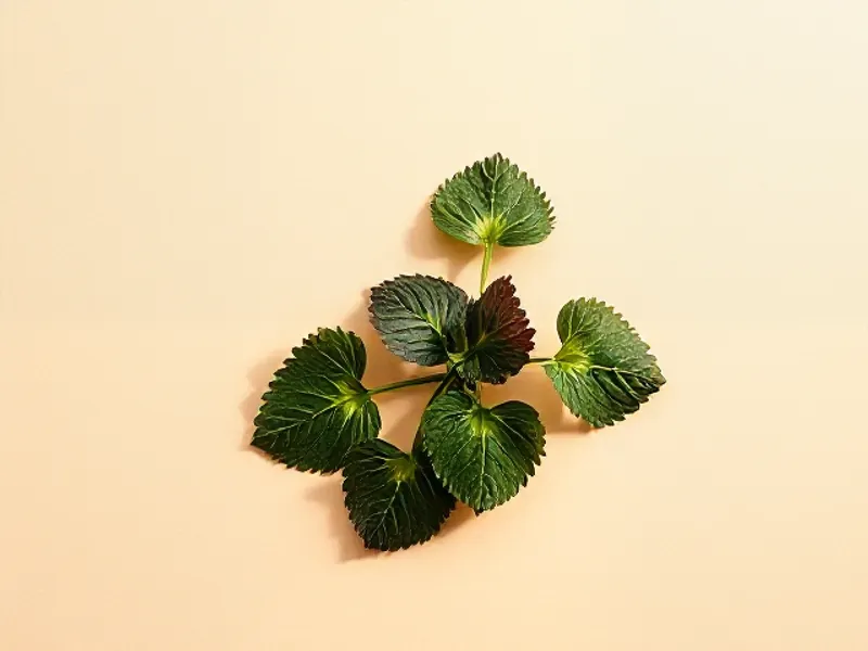 Green shiso leaves