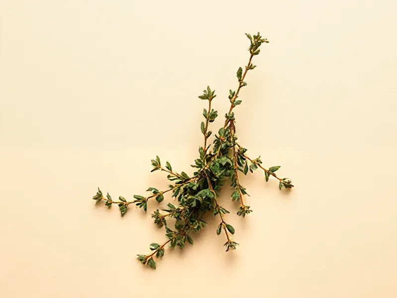 Thyme sprig with small leaves